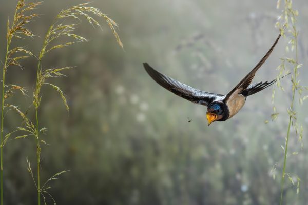 Otvoritev razstave članov družine Trebušak (Dobrepolje)